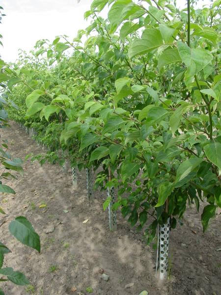 Cornus controversa