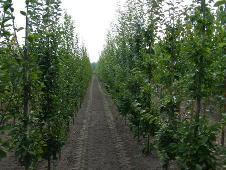 Carpinus betulus 'Fastigiata' en Carpinus betulus 'Frans fontaine'