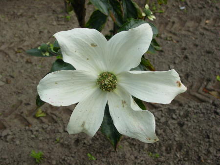 Bloem van Cornus nuttallii 'Monarch'