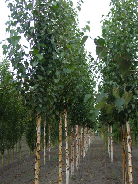 Betula albosinensis 'Fascination'